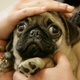 A Pug. (Image: AP)